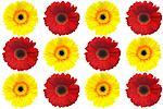 Red and yellow Gerbera Daisies