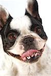 Close-up of a Boston Terrier sticking out its tongue