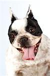 Portrait of a Boston Terrier sticking out its tongue