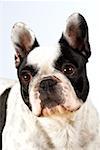 Close-up of a Boston Terrier looking away
