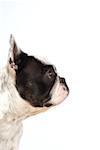 Side profile of a Boston Terrier's head