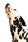 Side profile of a Dalmatian looking up