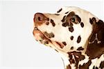 Side profile of a Dalmatian looking up