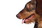 Profil de côté d'un chien qui sort sa langue