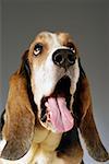 Close-up of a Basset Hound looking up