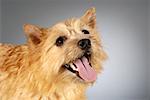 Gros plan d'un Yorkshire Terrier qui sort sa langue