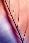 Close-up of a dried leaf vein