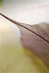 Gros plan d'une veine de feuilles séchées de pipal