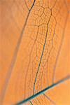 Close-up of a dried leaf vein