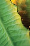 Close-up of a leaf