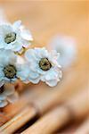 Close-up of white flowers