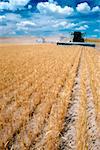 Récolte personnalisé combine récolte blé avec un ciel bleu clair dans le fond près de Cheyenne, Wyoming