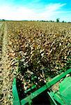 Maïs de coupe agrandi de combiner sur la ferme dans le comté de Clinton, OH Henry