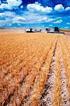 Custom harvest combines harvest wheat near Cheyenne, WY