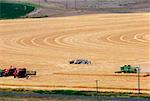 Équipage de récolte personnalisé avec les moissonneuses-batteuses dans le champ de blé, Cheyenne, WY