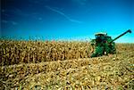 Four row combine goes thru corn field, Henry farm, Clinton County OH