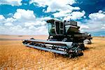 Custom harvest combine harvest wheat near Cheyenne, WY