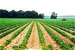 Cultiver le champ de haricots de soja près de Wilmington, OH
