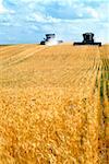 Custom harvest combines harvest wheat near Cheyenne, WY