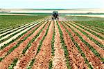 Combiner le champ de haricots de soja de déneigement, Colorado