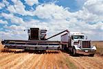 Récolte personnalisé combiner la récolte de blé, combiner les charges de blé dans le camion près de Cheyenne, Wyoming