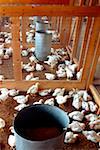 High angle view of chickens in barn