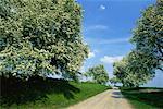 Country Road and Pear Trees, Baden-Wurttemberg, Germany