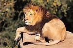 Portrait de Lion
