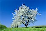 Cherry Tree, Baden-Wurttemberg, Germany