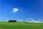Grove von Zypressen in Feld, Val d ' Orcia, Provinz Siena, Toskana, Italien