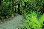 Chemin d'accès en forêt, Catlins, South Island, Nouvelle-Zélande