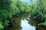 Rivière à travers la forêt tropicale, South Island, Nouvelle-Zélande