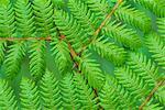 Close Up of Fern