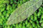 Close-up of Leaf