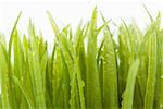 Wheat Grass