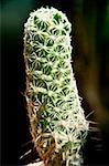 Nahaufnahme eines Kaktusses