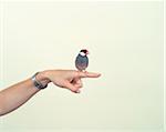 Java Sparrow on Woman's Finger