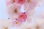 Close-Up of Cherry Blossoms