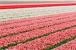 Tulpe Feld, Lisse, Holland, Niederlande