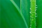 Drops of Water on Tulip Stem