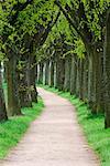 Bordée d'arbres Path, Bavière, Allemagne