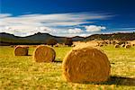 Hay Bales in Field