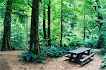 Buche Myrten in Regenwald, Yarra Ranges-Nationalpark, Victoria, Australien