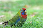 Crimson Rosella