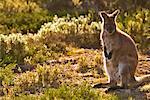 Wallaby de Bennett, murs de Jérusalem Nationalpark, Tasmania, Australie