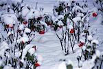 Rosengarten im Schnee