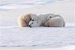 Polar Bears Sleeping, Churchill, Manitoba, Canada