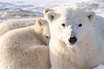 Mother Polar Bear With Cubs, Churchill, Manitoba, Canada
