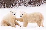 Ours polaires jouant, Churchill, Manitoba, Canada