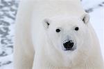 Portrait de l'ours polaire, Churchill, Manitoba, Canada